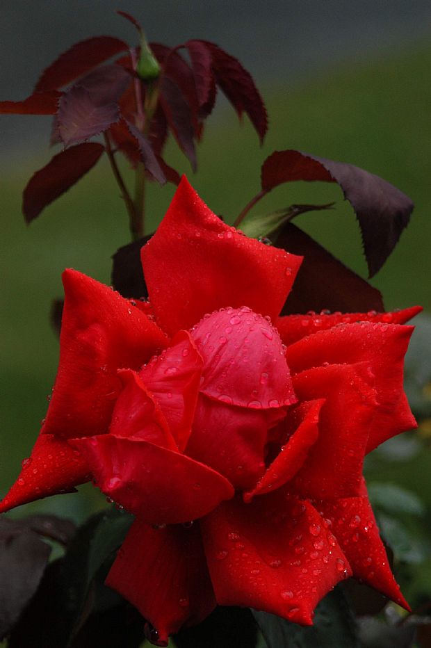 Dolly Parton Rose