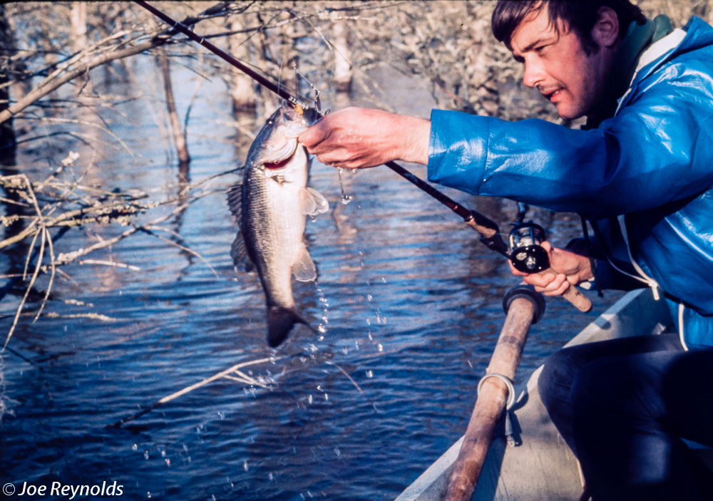 Largemouth Bass