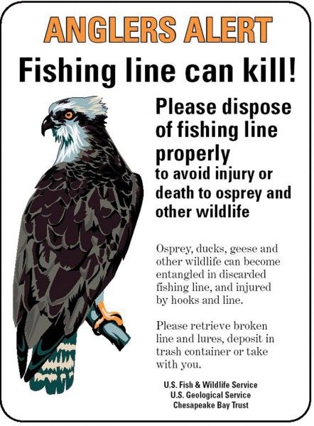 Fishing Line Can Kill