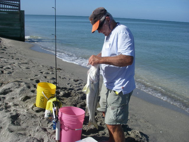 FL.beach snook