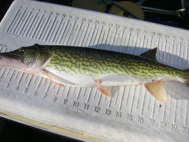 Marshy Hope Pickerel