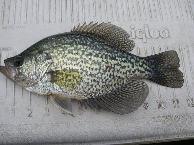 Crappie Fishing 1/10/16