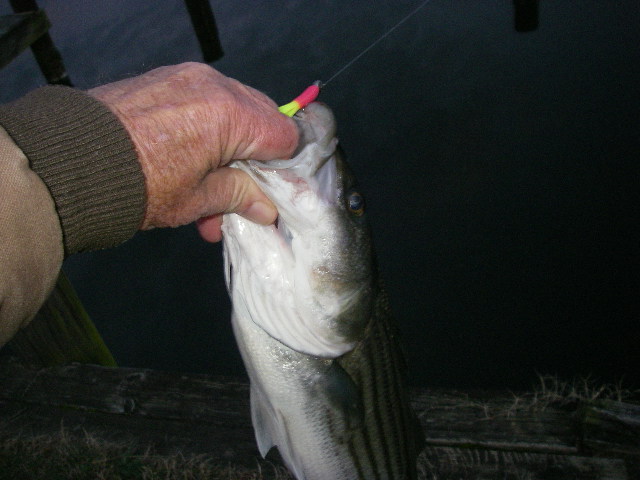 By-Catch Rockfish 2/27/17