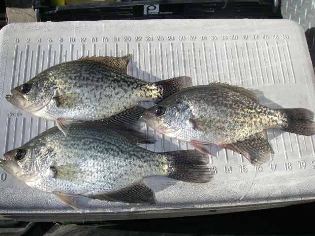 Crappie 3/2/17