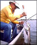 Chesapeak Bay bluefish taken by the late "Inky" Moore of Pennsylvania.BluefishJoe Reynolds