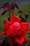 This rose, aptly named is huge. The width is over 9". Photographed in the rain with a Nikon D100 @ 6.1 megs. I've blown it up to 13" x 19" and it has lost no accutance. DIGITAL IS HERE. Hope you like 