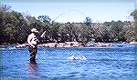 Check Edghill fishes for hickory shad in the Rappahannock River in Virginia. May 1988.
