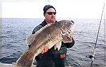 Tautog fishing has been good on the wreck and reef sites located off Ocean City since the season opened on January 1, 2015. More than a few out of state anglers have been coming to Ocean City in the c