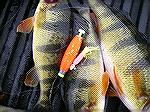 Marshy Hope yellow perch caught yesterday morning 12/21/15 on a little tube bait under bobber in 3FT of water. Very low tide coming in.