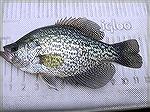 Crappie Fishing 1/10/16 caught on a little tube bait. Marshy Hope Creek.