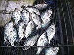 Caught my 15 crappie limit in about two Hrs. this morning with a little 1/16th jig with tube bait. Some under bobber, and some without bobber.