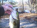 Caught casting a Rib Worm on a 1/16th jig head fishing from shore at Marshy Hope Creek.