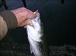 While fishing for crappie this 22" rockfish hit my little tube bait on a very little jig head. Strange things will happen if you fish long enough. This was at Marshy Hope Creek from shore.